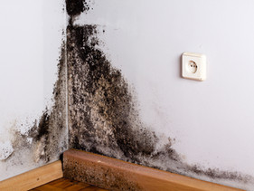 MOLD REMEDIATION