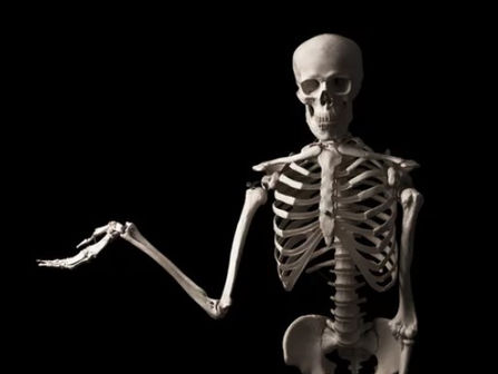 Bones of Steel: Understanding the Anatomy, Function, and Health of Our Skeletal System