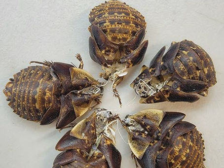 Discoid Roach Molts