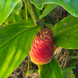 Shampoo Ginger: How to harvest, use and preserve nature’s Shampoo