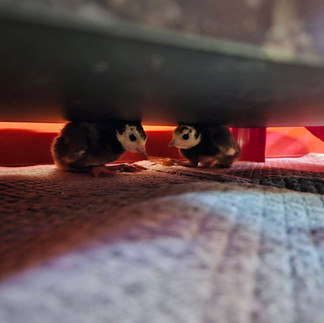 Turkey Poults under Heater Plate
