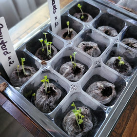 Collard Green Starts