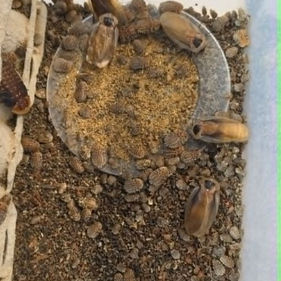 Roach Colony