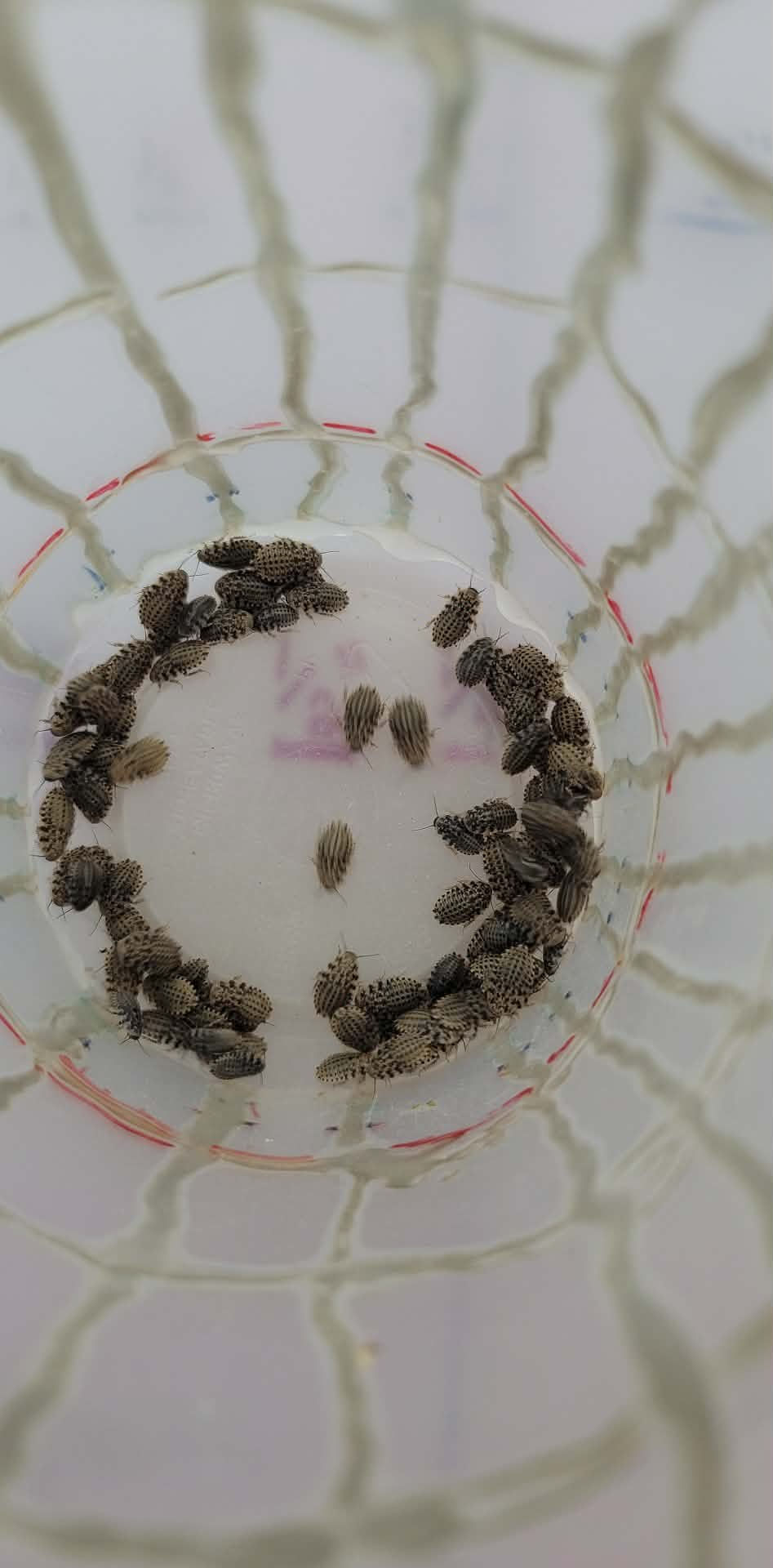 Thumbnail: 50 Mini Discoid Roaches (1/4 and under)