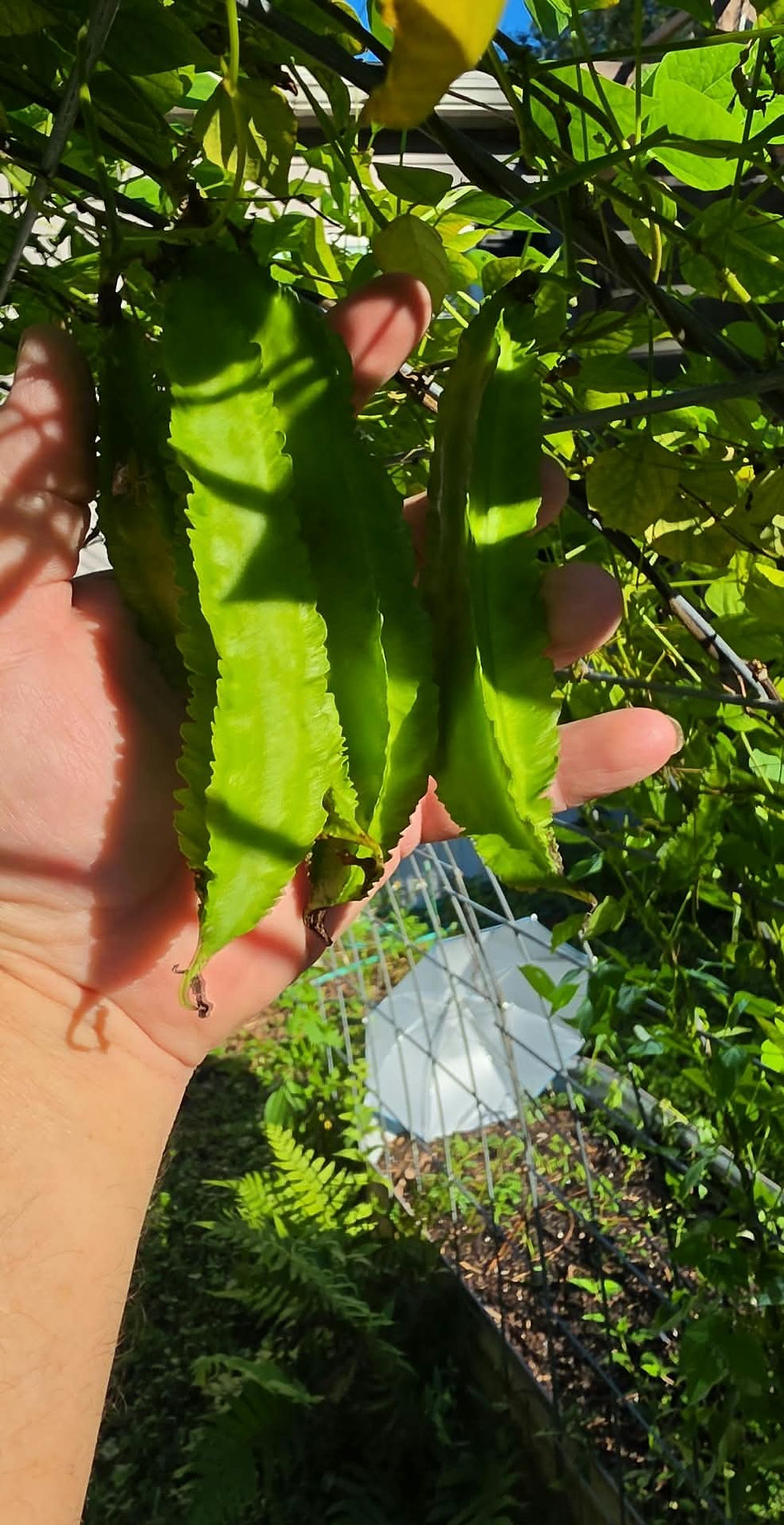 Almost mature Winged Bean