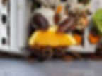 Discoid Roaches enjoying fresh fruit