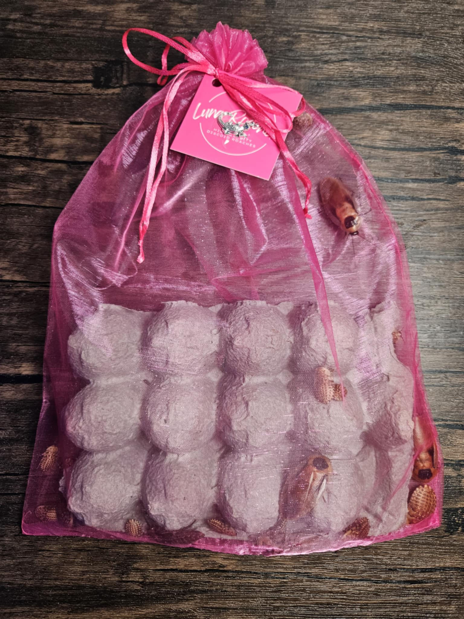 Starter Roach Colony