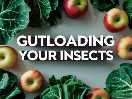Gutloading your insects