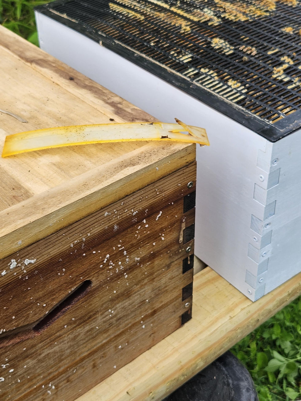 Bee Hive with Varroa Mite Strip