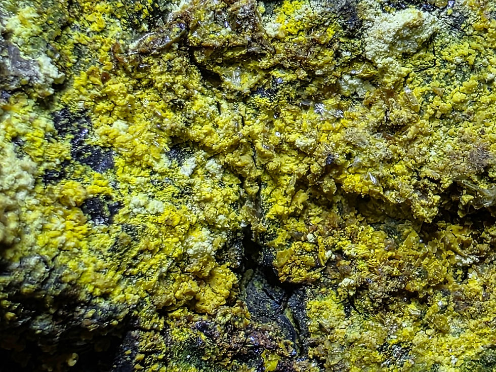 Thumbnail: Vibrant Yellow Carnotite on Uraninite from Colorado 175,000