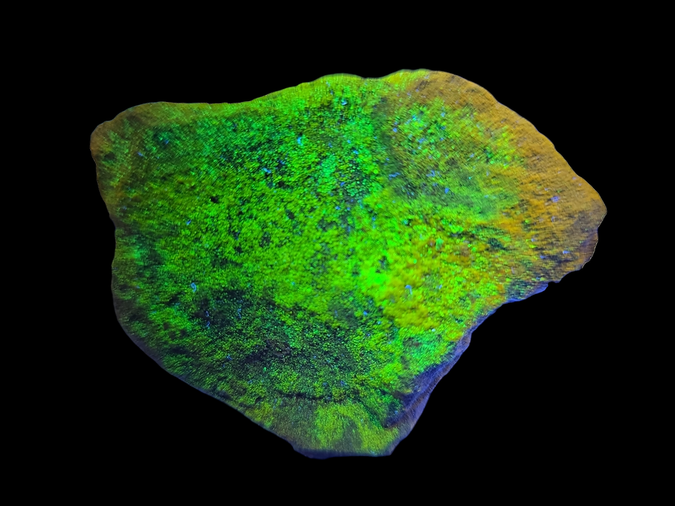 Thumbnail: Rich Yellow Schoepite on UV Uranopilite on Sandstone with Minor Uraninite