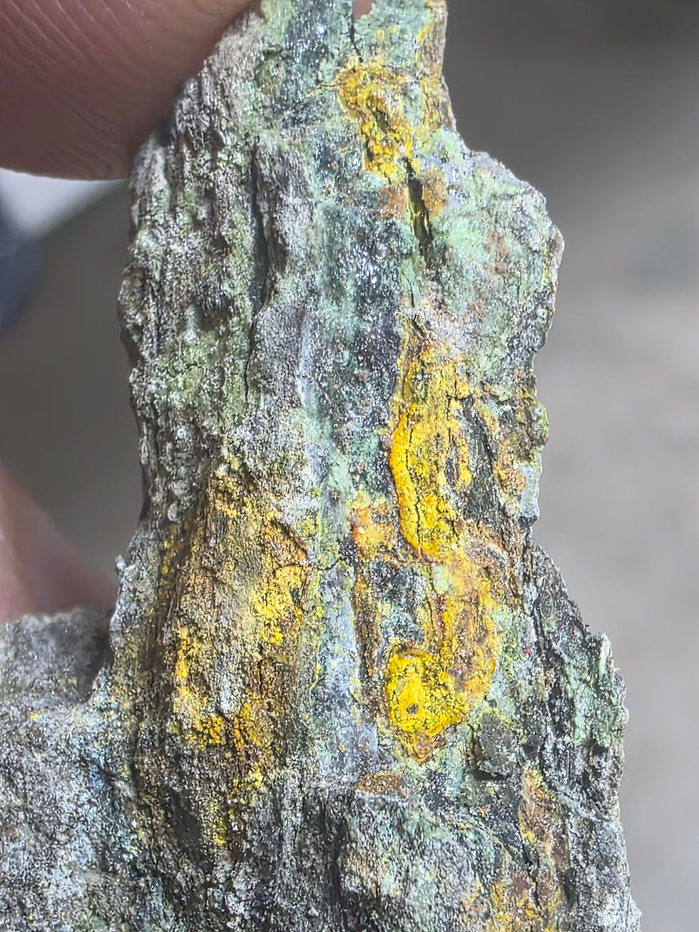 Thumbnail: Anderosnite and Zippeite on Petrified Wood from Utah