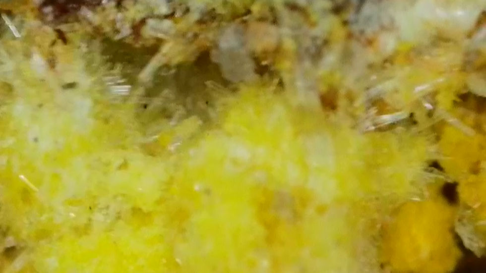Thumbnail: Very Rich Mi Vida Uraninite + Natrozippeite with Uranopilite and Gypsum Crystals
