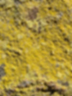 Thumbnail: Vibrant Yellow Crystallized Carnotite from Colorado