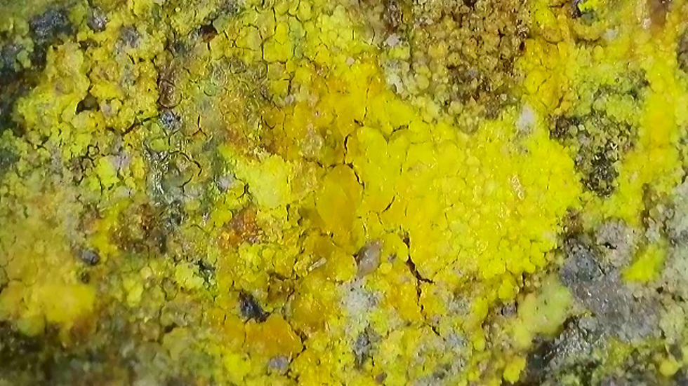 Thumbnail: 🔥 1.3 Million CPM Multitude of Minerals RARE Premium Colorado Specimen!