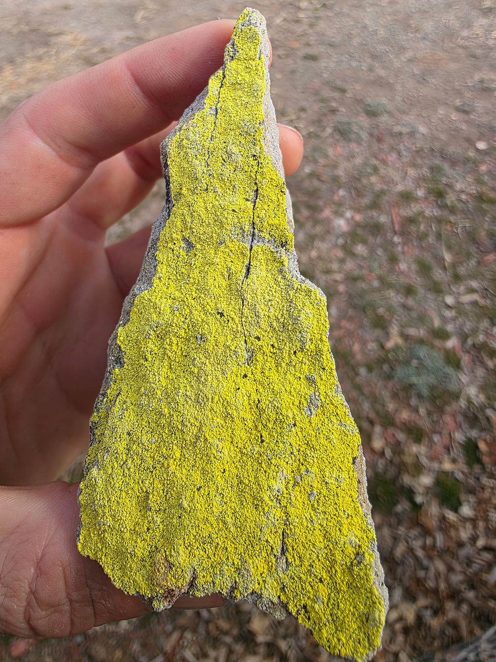 Thumbnail: Bright Yellow Carnotite on Sandstone