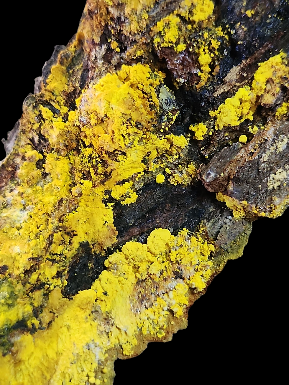 Thumbnail: 🔥 1.2 Million Mi Vida Mine Gorgeous Uraninite with Bright Yellow UV Crystals