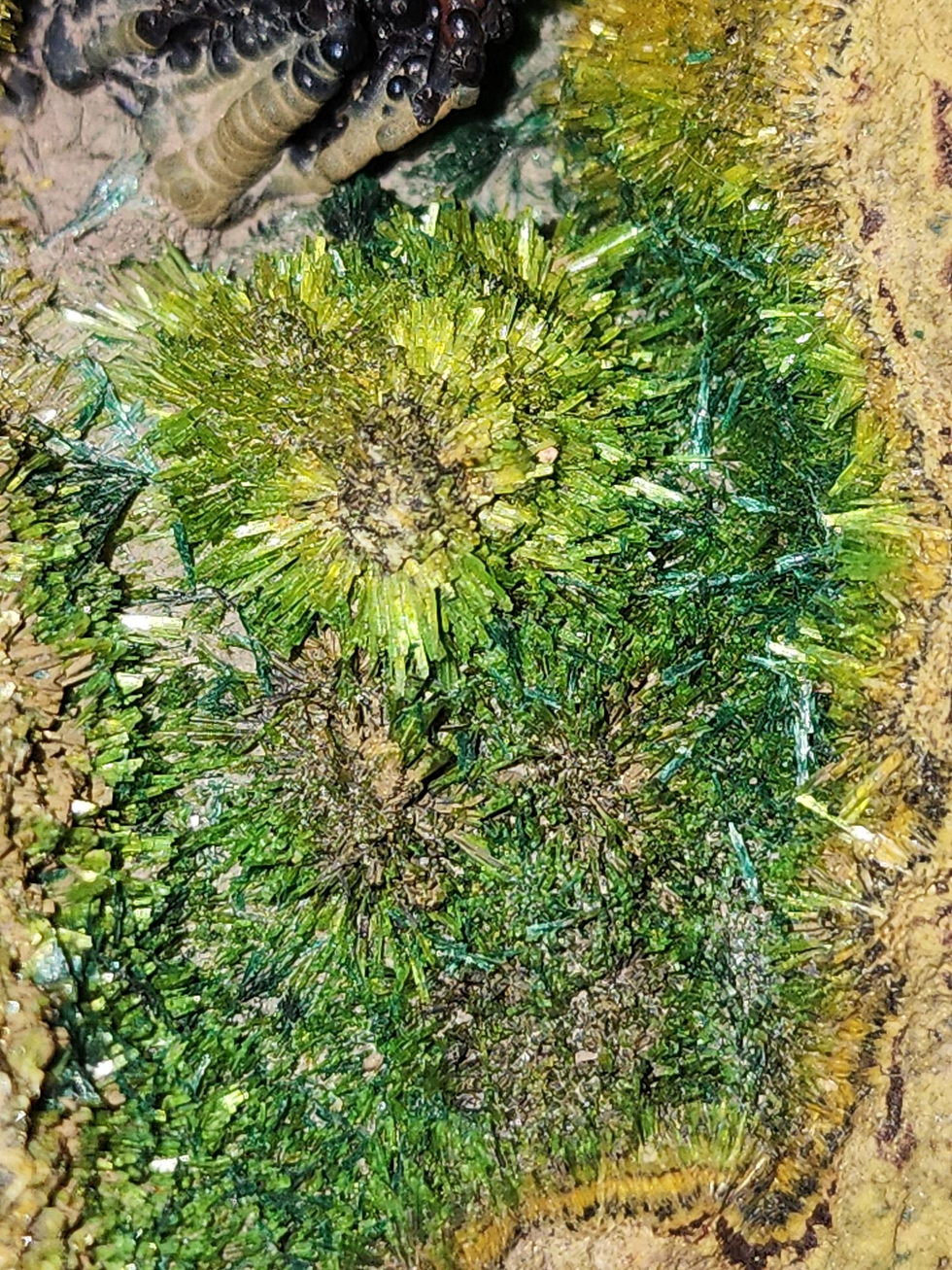 Thumbnail: 🔥 1.75Mil. Cuprosklodowskite, Sklodowskite, Uranophane, Malachite, Heterogenite