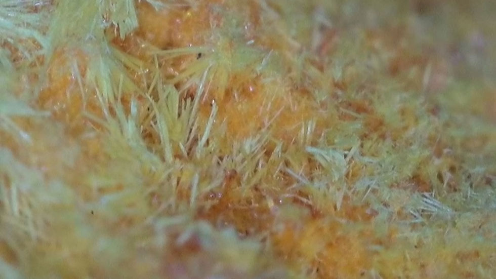 Thumbnail: 175kcpm Shinkolobwe Curite with Nice Crystallized Portion