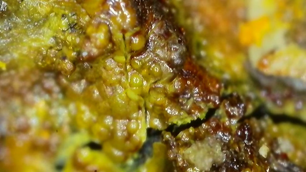 Thumbnail: 🔥 1.3 Million CPM Multitude of Minerals RARE Premium Colorado Specimen!