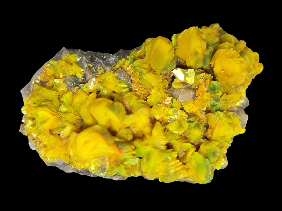 Thumbnail: Glorious Autunite Uranium Crystal Formation on Matrix