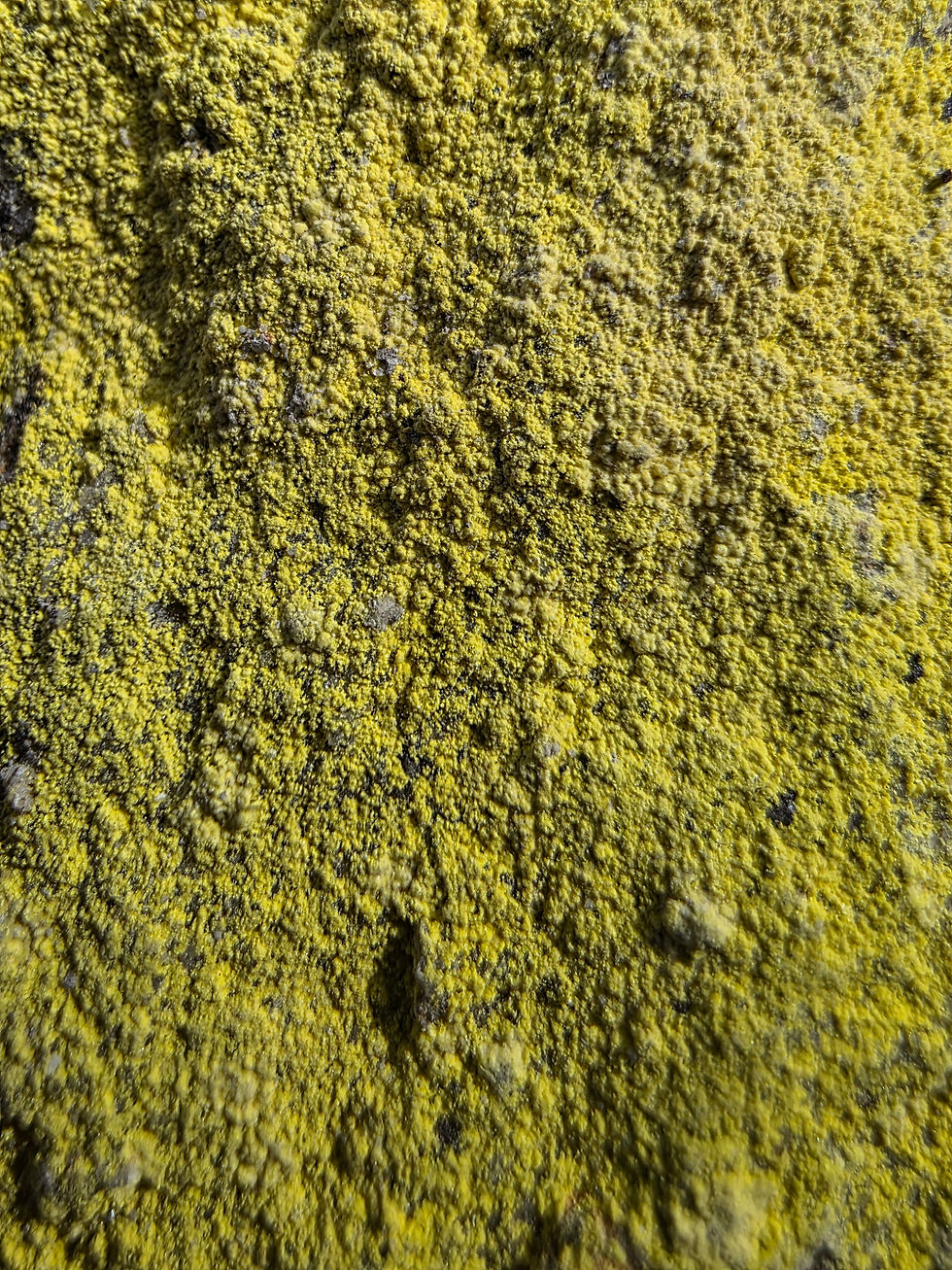 Thumbnail: Bright Yellow Carnotite on Sandstone