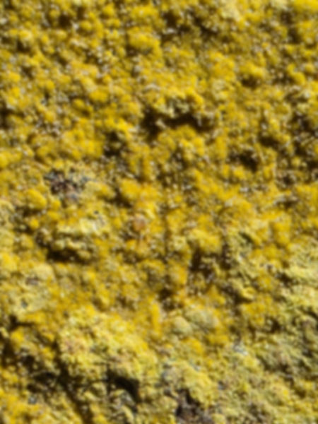 Vibrant Yellow Crystallized Carnotite from Colorado