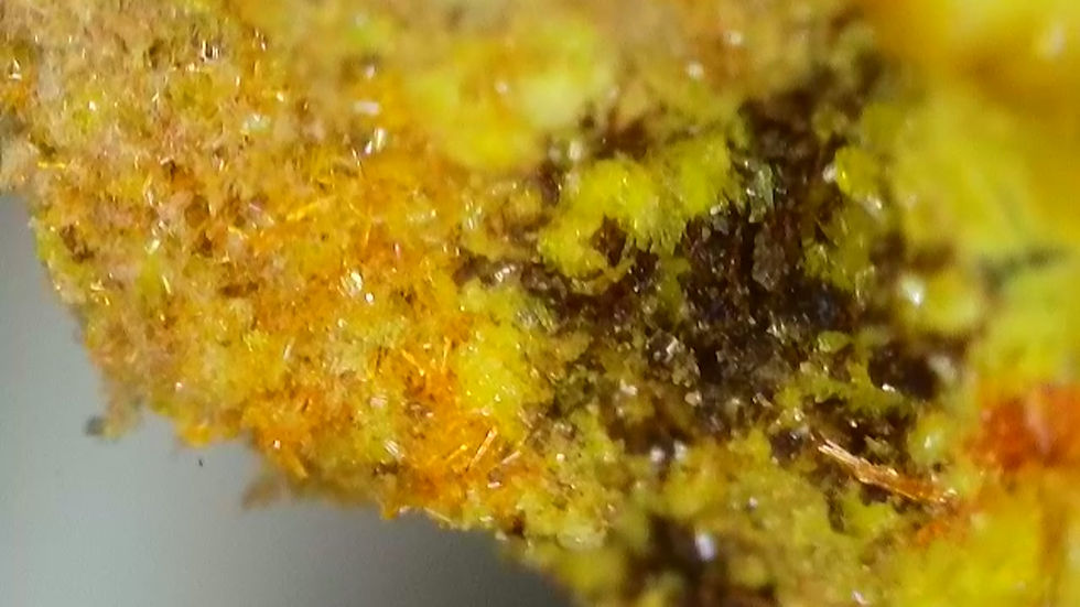 Thumbnail: Top Grade Soddyite Crystals with Curite and Uraninite from Shinkolobwe Mine