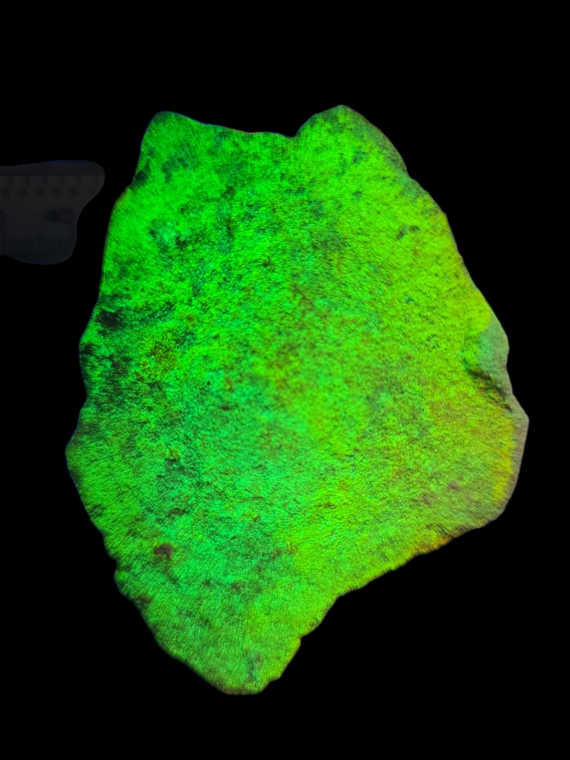 Rich Yellow Schoepite on UV Uranopilite on Sandstone with Minor Uraninite
