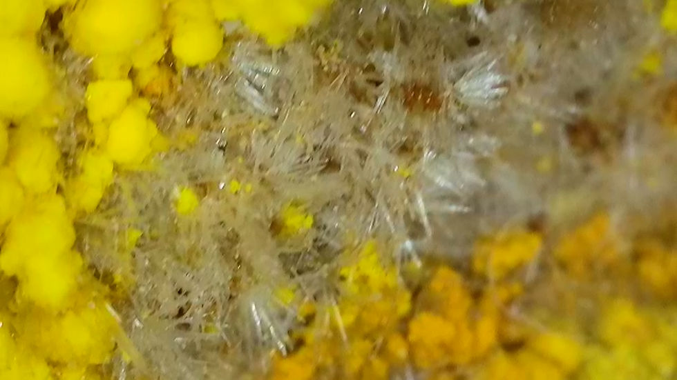 Thumbnail: 🔥 1.2 Million Mi Vida Mine Gorgeous Uraninite with Bright Yellow UV Crystals
