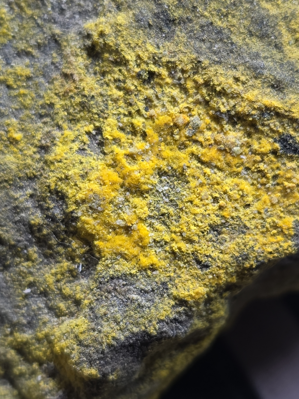 Thumbnail: Rich Yellow Schoepite on UV Uranopilite on Sandstone with Minor Uraninite