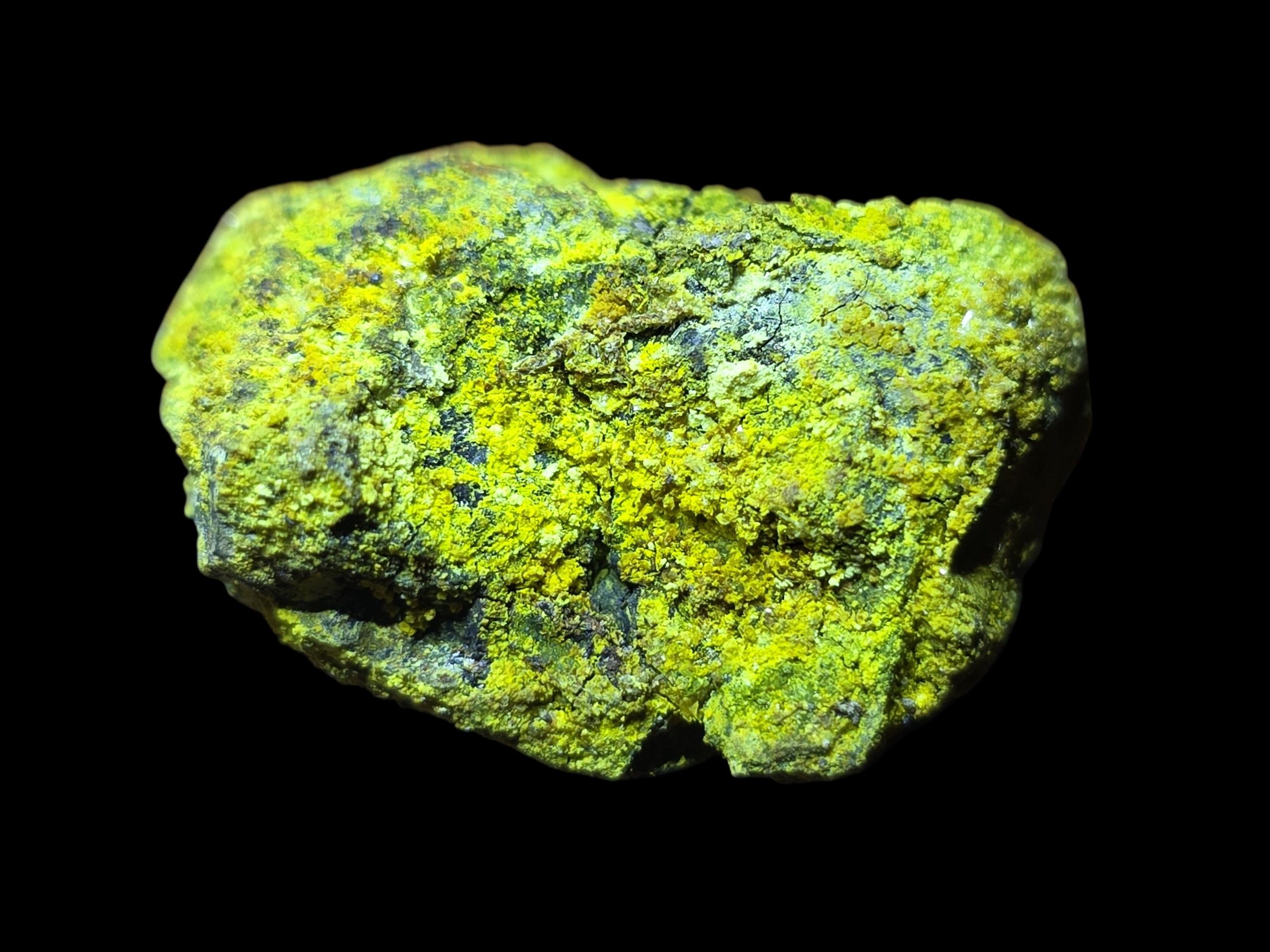 Vibrant Yellow Carnotite on Uraninite from Colorado 175,000
