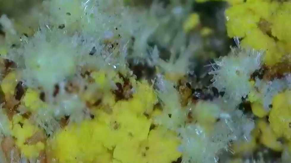 Thumbnail: 🔥 1.2 Million Mi Vida Mine Gorgeous Uraninite with Bright Yellow UV Crystals