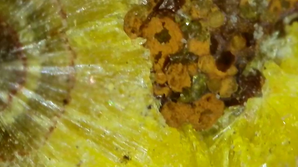 Thumbnail: Crystallized Uraninite with Uranophane with Minor Curite