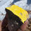 Thumbnail: Vibrant Yellow Crystallized Carnotite from Colorado