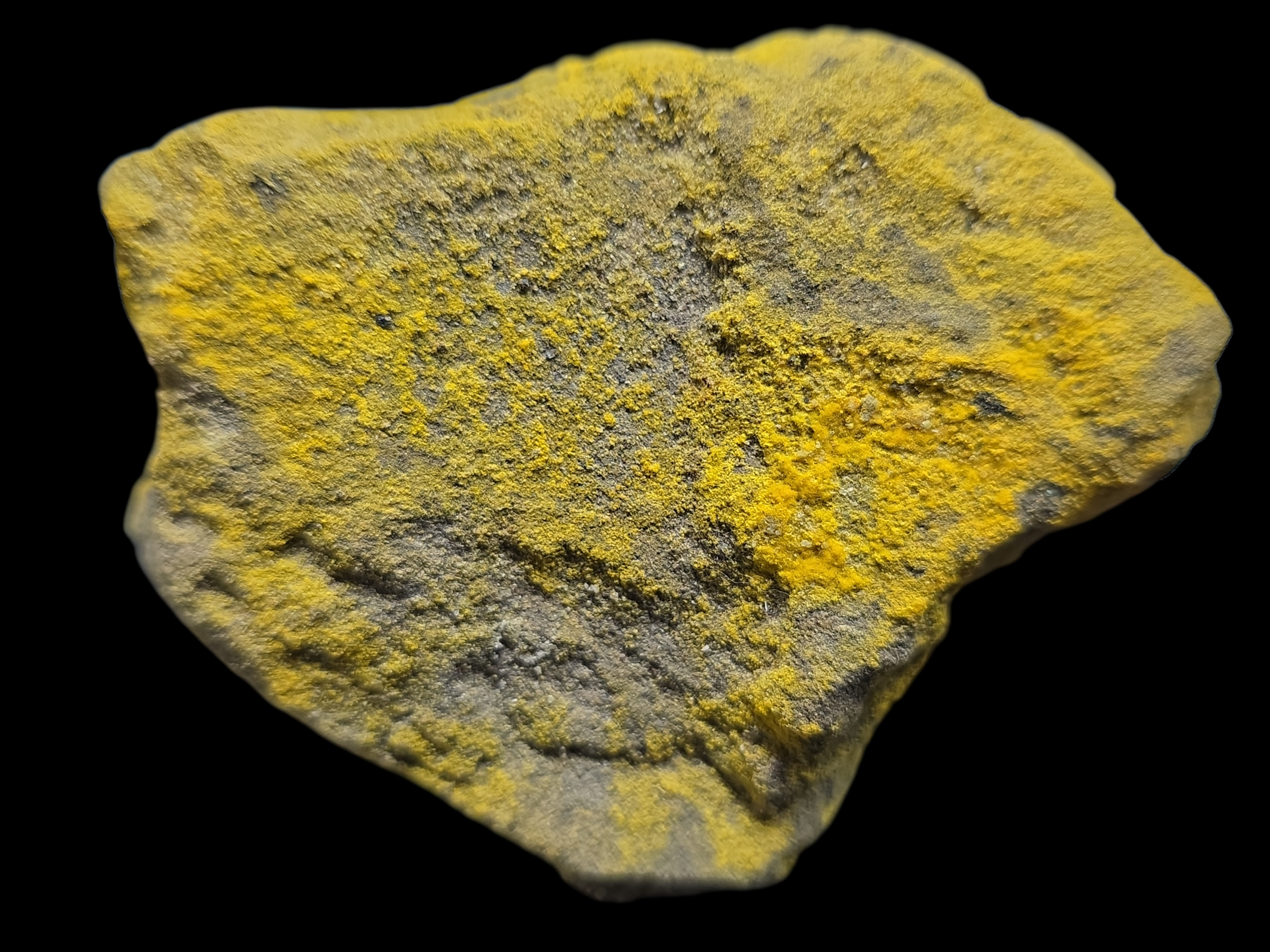Rich Yellow Schoepite on UV Uranopilite on Sandstone with Minor Uraninite
