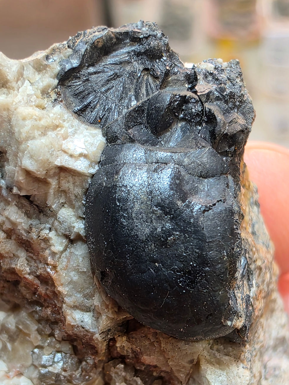 Thumbnail: Huge Uraninite Bubble from Czechia