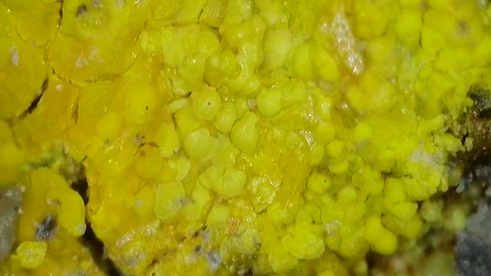 Thumbnail: 🔥 1.3 Million CPM Multitude of Minerals RARE Premium Colorado Specimen!