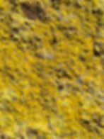Thumbnail: Vibrant Yellow Crystallized Carnotite from Colorado