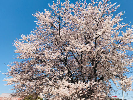 お花見🌸🌸