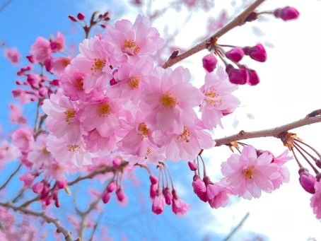 桜🌸
