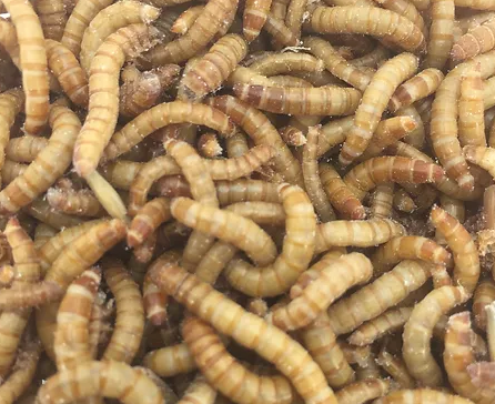 Thumbnail: Mealworms