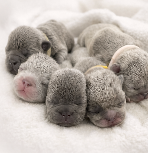 Screenshot 2026-04-11 at 2.23.11 AM.png