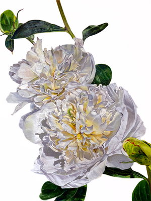 Peonies