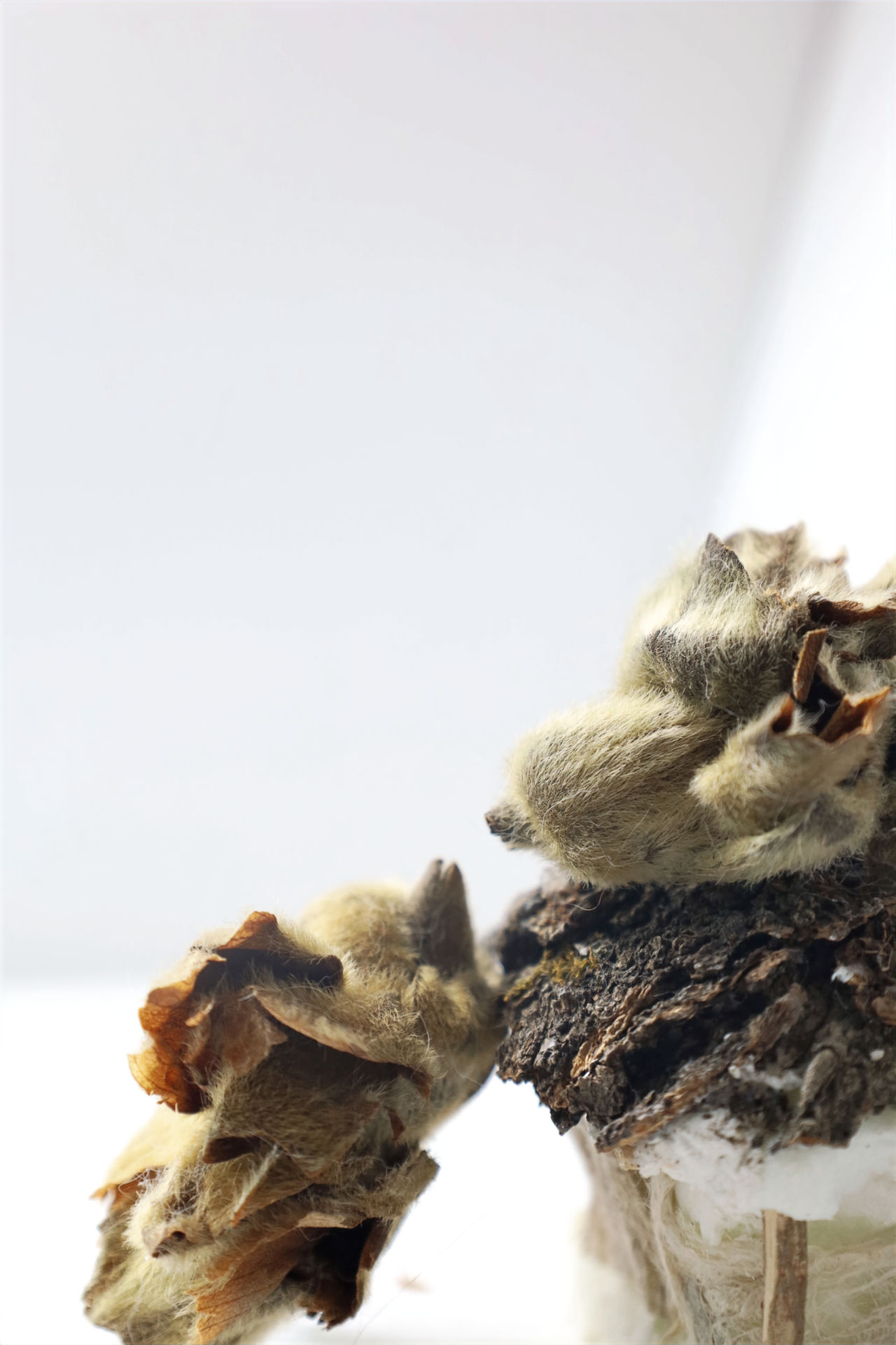 Magnolia buds and Cicarda, little bird 