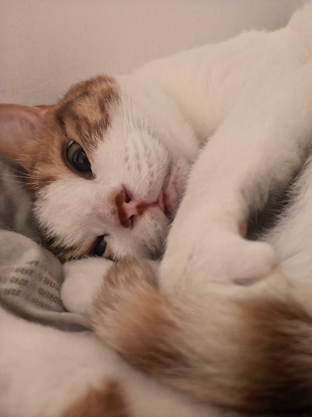 One of my cats