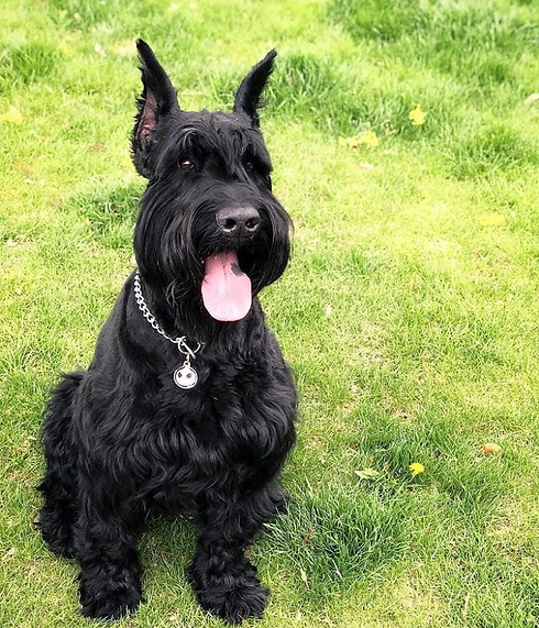 schnauzer.PNG