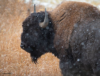 WIXBuffaloSnowFall24W.jpg