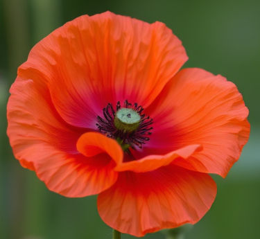 Why Remembrance Day Still Matters