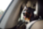 Purebred dog breed sennenhund rides in the car. Transportation of large animals. Bernese M